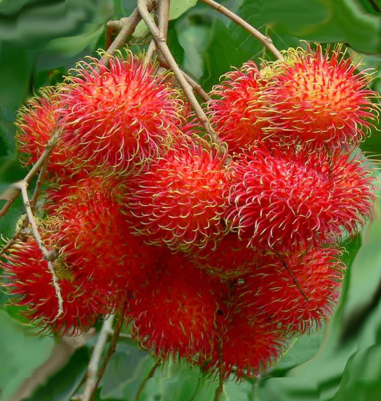 Selai Rambutan Olahan Rambutan yang Menarik dan Mudah Dibuat di Rumah - Indonesia Vox