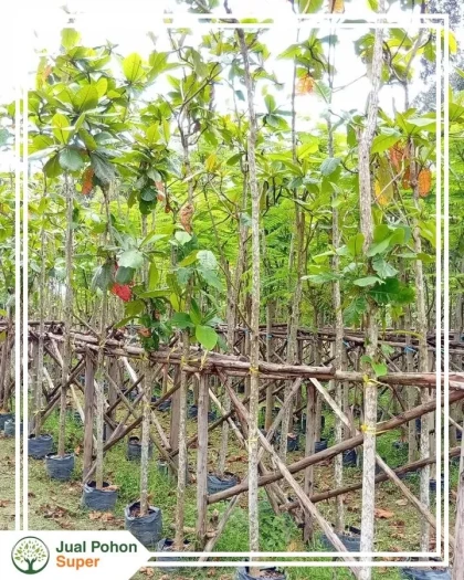 Jual-Pohon-Ketapang-Laut-berkualitas