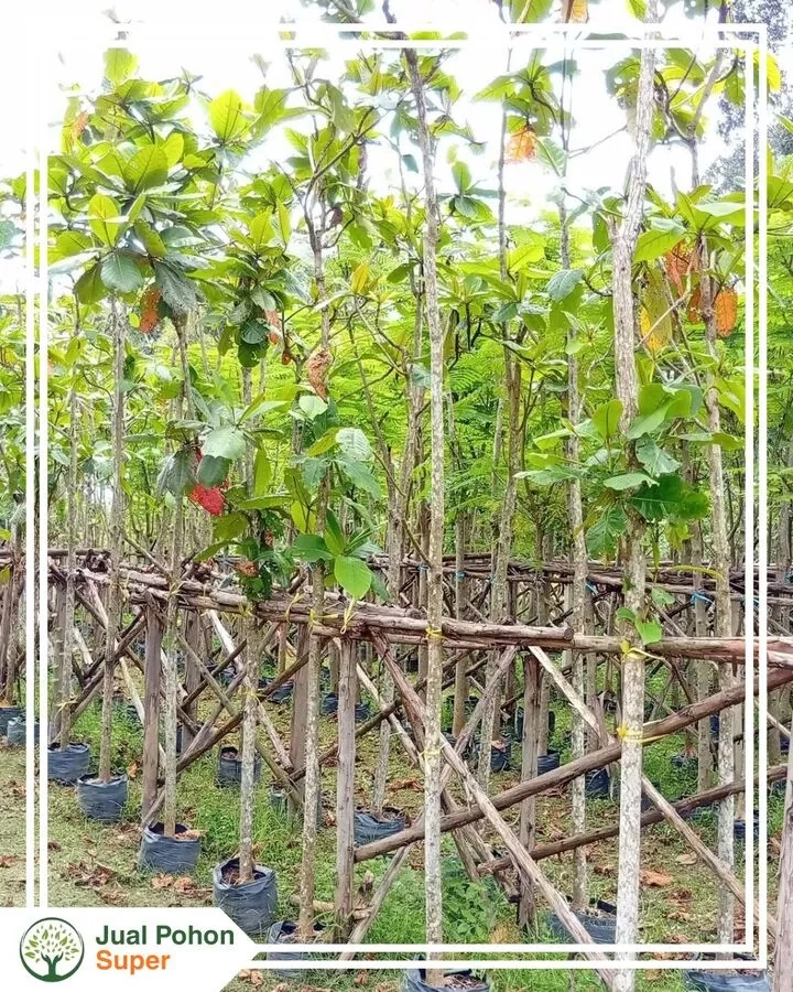 Jual-Pohon-Ketapang-Laut-berkualitas